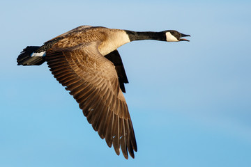 Flying Goose © Matthew