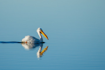 Pelican Reflection