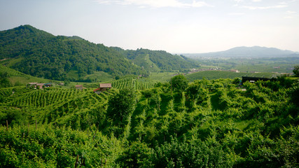 Fototapeta na wymiar Green Prosecco vineyards - Conegliano Valdobbiadene