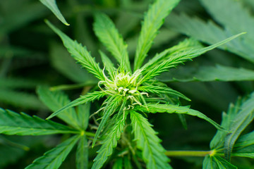 Legal Marijuana cultivation in the home. Medicinal indica with CBD. Young cannabis plant. In door...