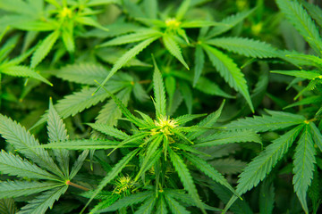 Cannabis at the beginning of flowering. Legal Marijuana cultivation in the home. Medicinal indica...