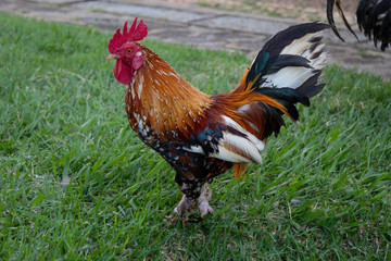 rooster on farm
