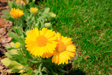 Gaillardia in a park