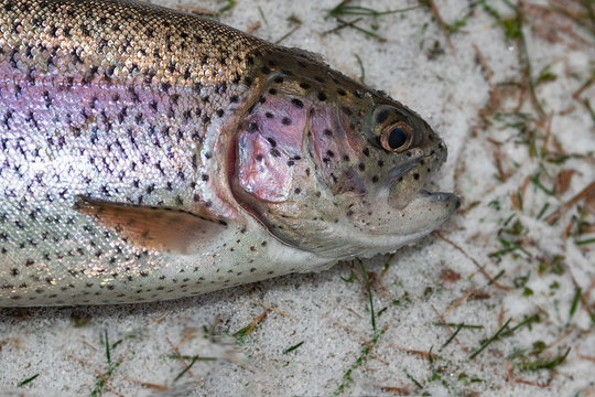 rainbow trout close-up in winter