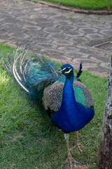 Fototapeta premium peacock with feathers out