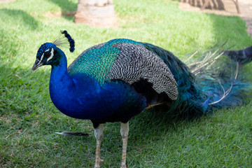 Obraz premium peacock with feathers