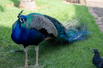 Fototapeta premium peacock in park