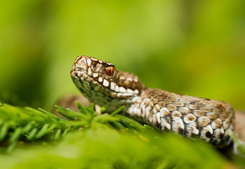 European viper Vipera berus in Czech Repblic