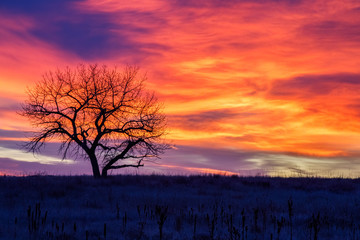 Obraz premium Tree of Fire