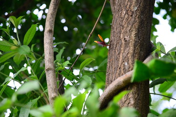 Orange Radermachera ignea flowers