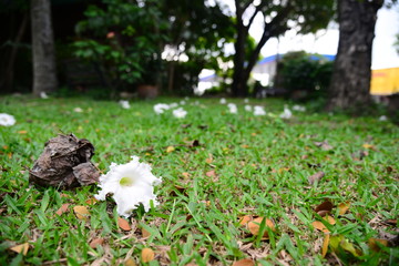 Dolichandrone serrulata of beutiful white flower cap on the meadow
