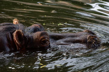 Hipopotamo en el agua