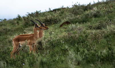 impalas standing on a hillside