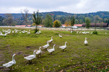 Autumn in the Magfalltal, Bavaria, Germany