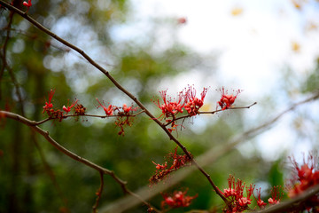 Fire of Pakistan flowers