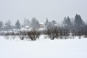 Field trees in winter