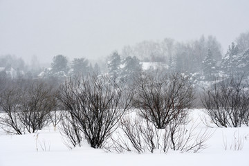 Obraz na płótnie Canvas Field trees in winter
