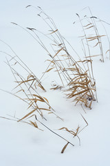 Field grass in winter
