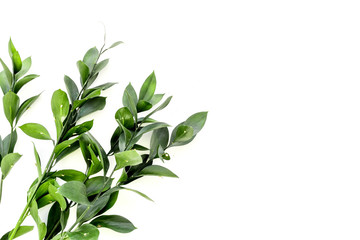 Different tropical green leaves on white background