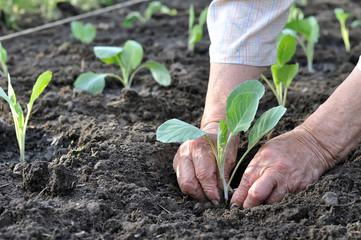 gardener's hands planting a cabbage seedling in the vegetable garden