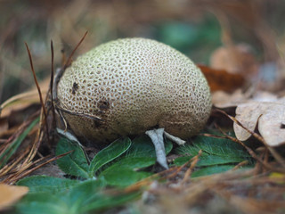 Puffball mushroom in the autumn forest