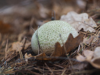 Puffball mushroom under the fallen leaves