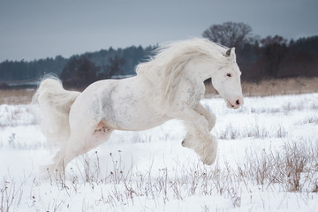 Fototapeta na wymiar Beautiful white gypsy horse with the long mane flutters on wind running on the snow-covered field in the winter