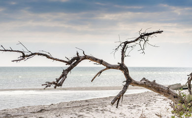 seascape with a dried tree in the foreground