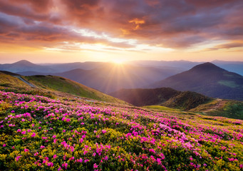Fototapeta na wymiar Mountains during flowers blossom and sunrise. Flowers on the mountain hills. Beautiful natural landscape at the summer time. Mountain-image