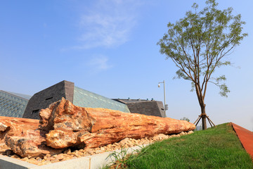 Giant tree fossils in the park