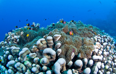 Healthy coral with fish life