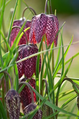 Fritillaria meleagris, snake's head