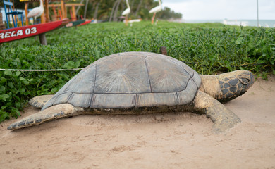 Tartaruga