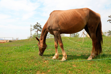 horse eating grass