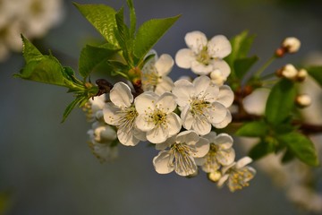 White-blooming cherry in April