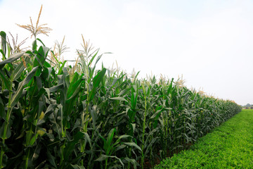 Corn and peanuts in the fields