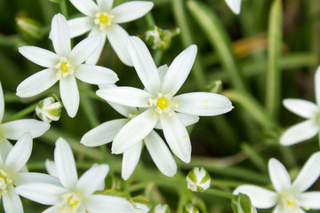 Obraz premium Spring white wildflowers. Ground cover, top view. Suitable for backgrounds.