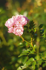 Beautiful pink garden roses