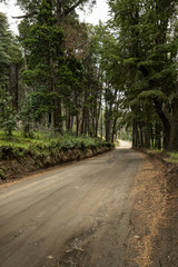 road in the forest in summer