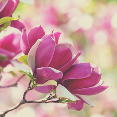 Blossoming magnolia flowers. Springtime. Vintage natural flowers background
