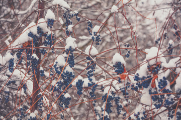 Covered with snow red wine grapes on the grapevine in winter