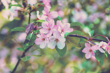 Vintage blossoming orchard. Branches with cherry flowers