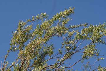 branch of a tree in spring