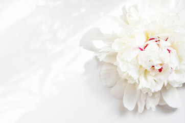 Obraz na płótnie Canvas Beautiful white Peony flower on light background - Image. Sunlight pattern.