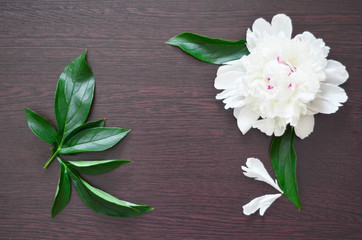 Beautiful white Peony flower on light background - Image. Sunlight pattern.