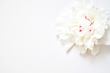 Beautiful white Peony flower on light background - Image. Sunlight pattern.