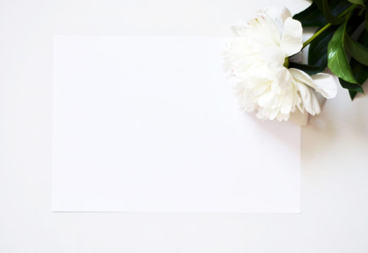 Beautiful white Peony flower on light background - Image. Sunlight pattern.