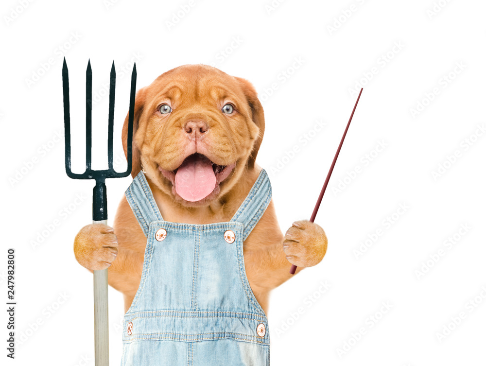Poster Funny puppy farmer with pitchfork pointing on empty space. isolated on white background