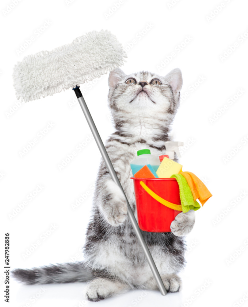 Poster cleaning concept. tabby kitten holds bucket with washing fluids and mop in paw and looking up. isola