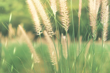 Nature background. African fountain flower is blooming flower on blurry grass field